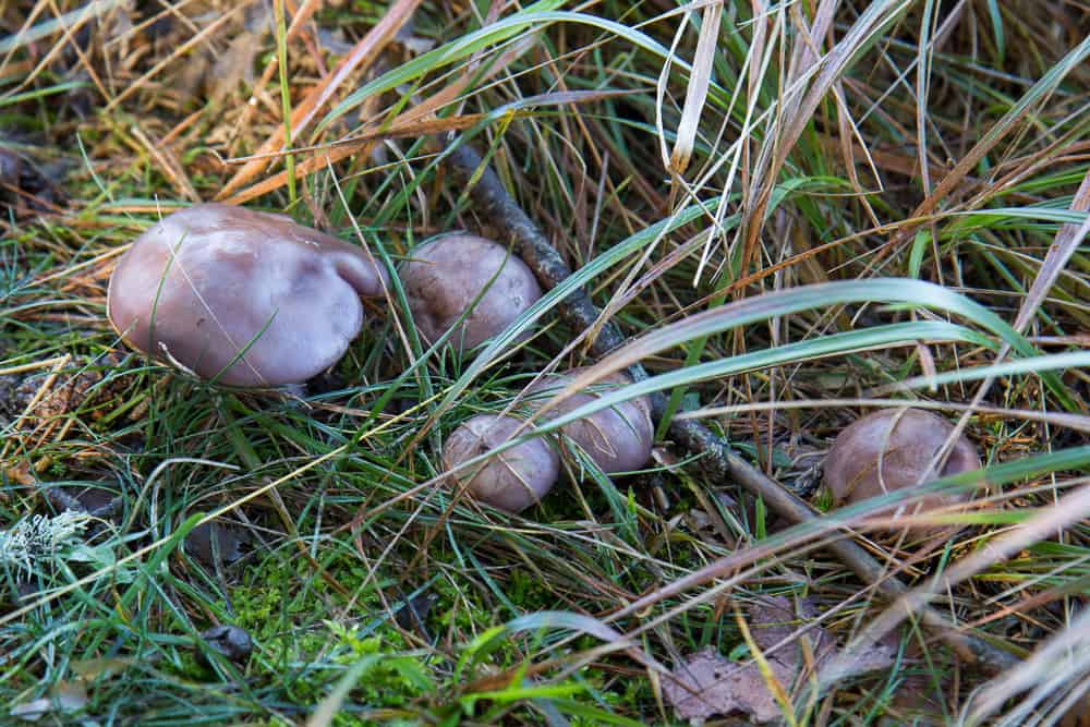 découvrez les conditions idéales pour un développement optimal du champignon pied bleu, incluant conseils de culture, température, humidité et substrats adaptés.