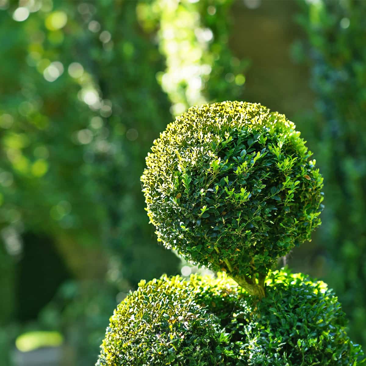 découvrez l'art de la taille décorative avec la topiaire : techniques, conseils et idées pour sublimer vos jardins grâce à des formes élégantes et originales.